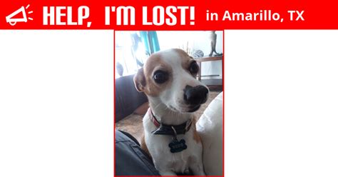 This dogie got away from home. . Lost pets of amarillo